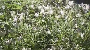 野生黄芩白花迎风摆动.. 春天。 黄芩属植物，是一种开花植物